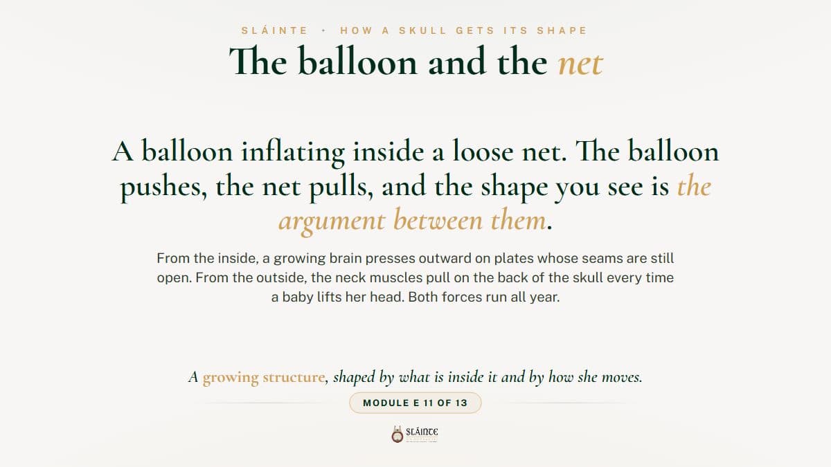 How Does a Newborn's Skull Grow and Change Shape?